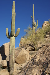 Desert cactai with Arizona blue sky