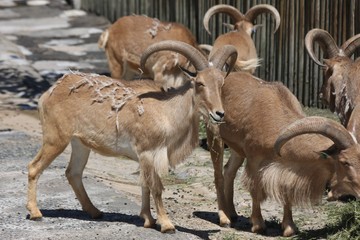 Barbary sheep