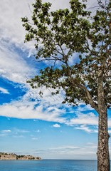 Obraz premium Lonely tree by the sea