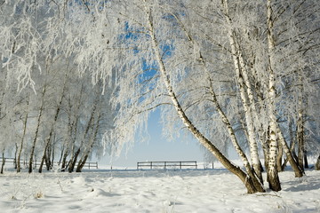 Cold winter day, beautiful hoarfrost and rime on trees