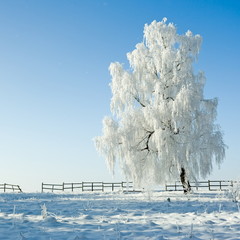 Cold winter day, beautiful hoarfrost and rime on trees