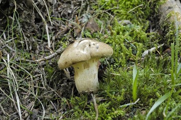 champignon