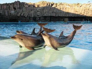 Papier peint photo Dauphin Bottle-nosed dolphins Tursiops truncatus in the water park  © Serg Zastavkin