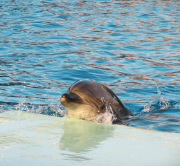Fototapeta premium Bottle-nosed dolphin Tursiops truncatus in the water park
