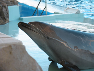 Bottle-nosed dolphin Tursiops truncatus in the water park