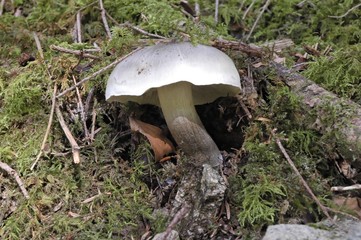champignon