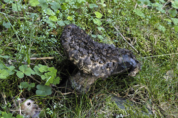 champignon