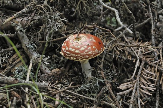 ammanite tue-mouche