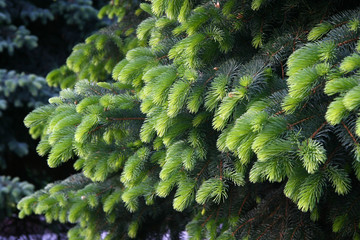 Background from fluffy, green, beautiful branches of a fur-tree.