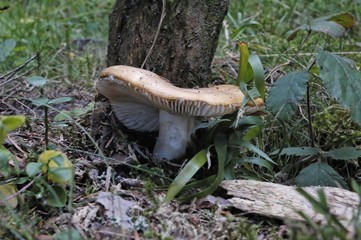 champignon