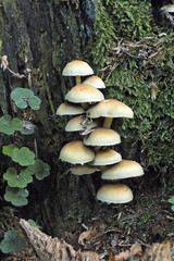 champignons