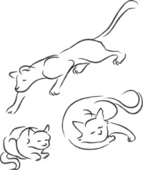 cat