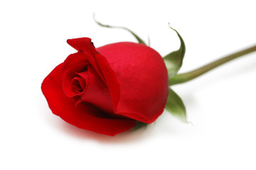 Red rose isolated on the white background - obrazy, fototapety, plakaty