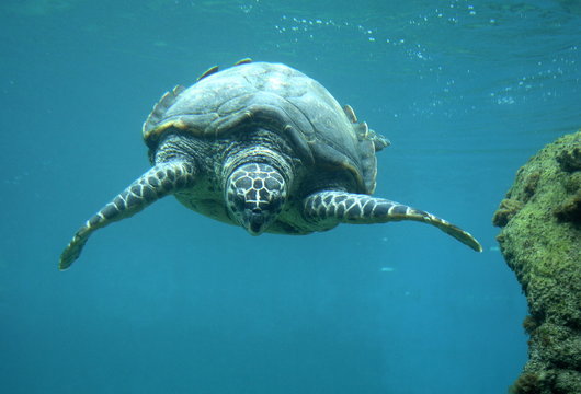 Tortue.