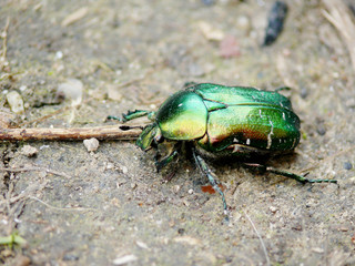 he  flower chafers sitting on a ground. 