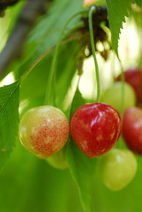 Cherries