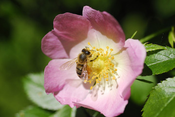 A bloom of an apple tree