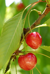 Cherries