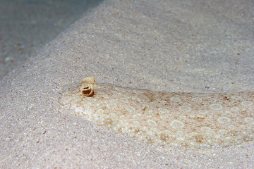 Peacock Flounder - (Bothus lunatus)