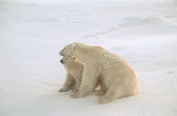 Polar bear with her cub sitting on the tundra. Canadian Arctic