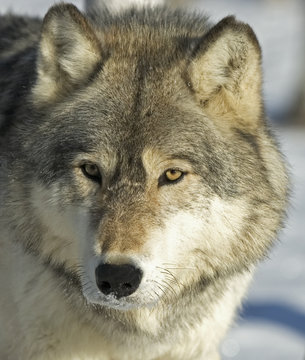 Gray wolf portrait. Telephoto shot in Northern Minnesota
