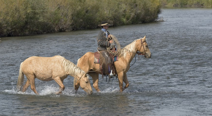 Cowboy with his palominos crossing river