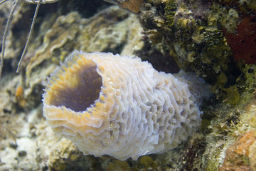 Azure Vase Sponge - (Callyspongia plicifera)