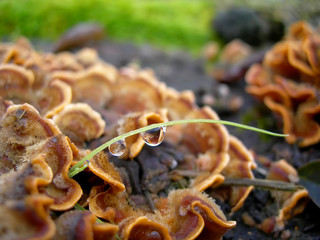 Drop of dew on the grass stalk near the mushroom 