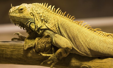 Iguane perché