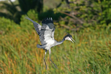 A Blackheaded Heron about to land