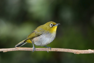 A Cape Whit-eye sitting on a branch