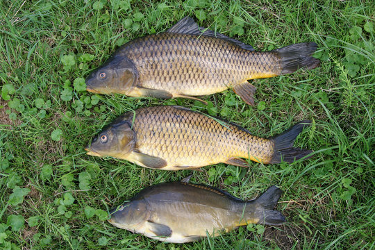 Fischfang