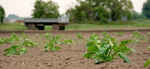 Agricultural field with growing vegetables in lines