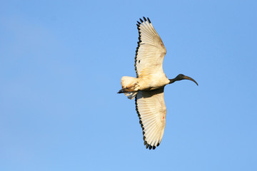 A Sacred Ibis in flight