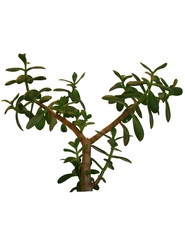 The monetary tree with green leaves