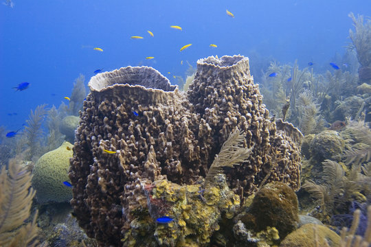 Giant Barrel Sponge - (Xestospongia muta)