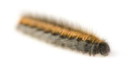 Caterpillar