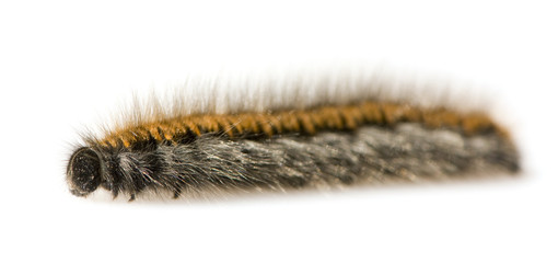 Caterpillar