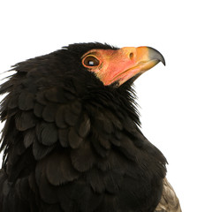 Bateleur (10 years) - Terathopius ecaudatus