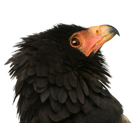 Bateleur (10 years) - Terathopius ecaudatus