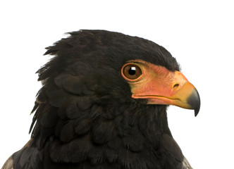 Bateleur (10 years) - Terathopius ecaudatus