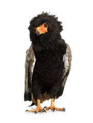 Bateleur (10 years) - Terathopius ecaudatus