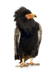 Bateleur (10 years) - Terathopius ecaudatus