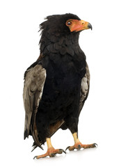 Bateleur (10 years) - Terathopius ecaudatus