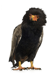 Bateleur (10 years) - Terathopius ecaudatus