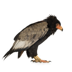 Bateleur (10 years) - Terathopius ecaudatus
