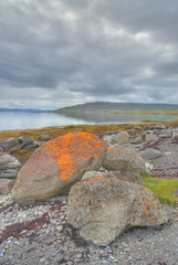 Fototapeta na wymiar Red colored algae on large boulders in Iceland