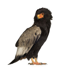Bateleur (10 years) - Terathopius ecaudatus