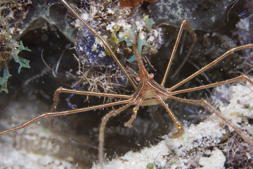 Yellowline Arrow Crab - (Stenorhynchus seticomis)
