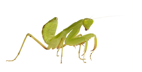 Young praying mantis - Sphodromantis lineola